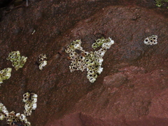 Semibalanus balanoides