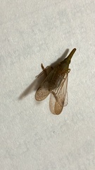 Raivuna patruelis