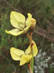Moraea bellendenii