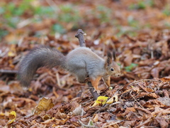 Sciurus vulgaris