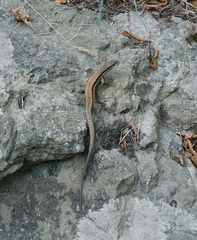 Podarcis muralis