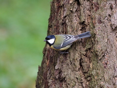 Parus major