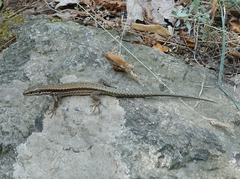 Podarcis muralis