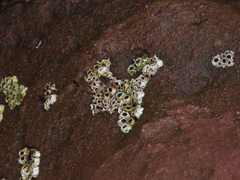Semibalanus balanoides