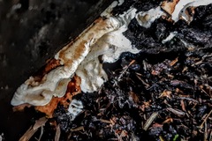 Neoantrodia serialis