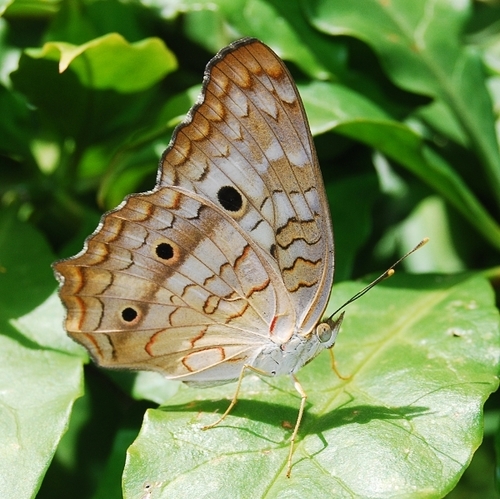 White Peacock, photo 9 of 9