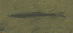 Squalius squalus