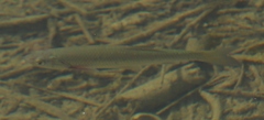 Squalius squalus