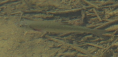 Squalius squalus