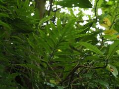 Leptochilus ellipticus
