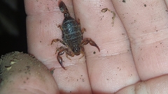 Cercophonius queenslandae