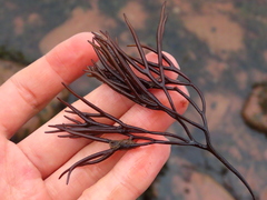 Furcellaria lumbricalis