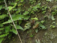 Polystichum lepidocaulon