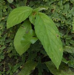 Rhynchotechum discolor