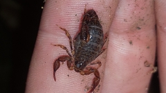 Cercophonius queenslandae