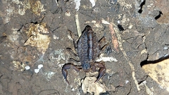 Cercophonius queenslandae