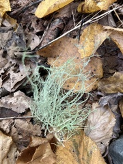 Usnea subfloridana