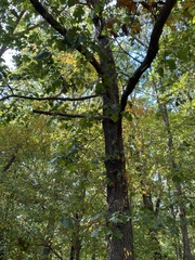 Quercus velutina