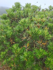Searsia angustifolia
