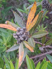 Searsia angustifolia
