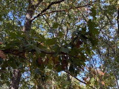 Quercus velutina