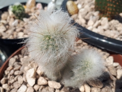 Cleistocactus strausii