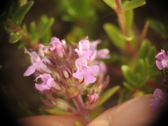 Thymus praecox