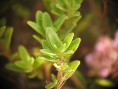 Thymus praecox