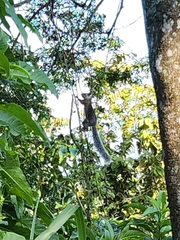 Sciurus variegatoides