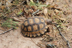 Chelonoidis chilensis