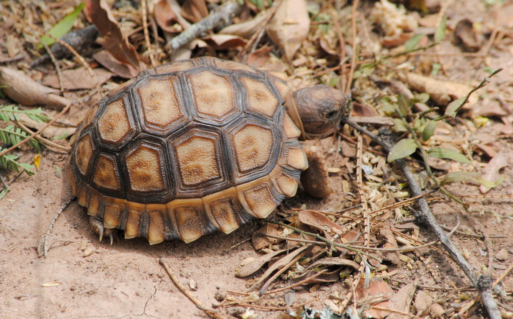 Chaco Tortoise in October 2022 by María Belén Dri · iNaturalist