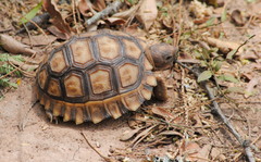 Chelonoidis chilensis