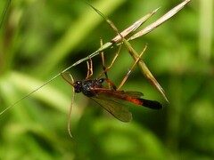 Therion circumflexum