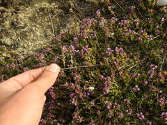Thymus praecox