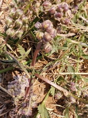 Ledebouria luteola