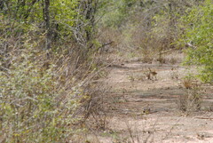 Crypturellus tataupa