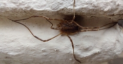 Odiellus spinosus