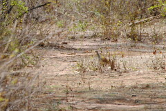 Crypturellus tataupa