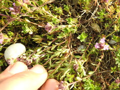 Thymus praecox