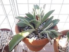 Kalanchoe tomentosa