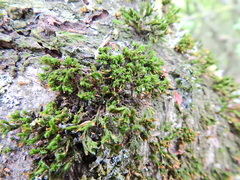 Orthotrichum pulchellum