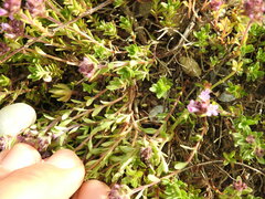 Thymus praecox
