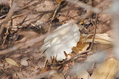 Aspidosperma quebracho-blanco