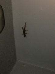 Hemidactylus frenatus