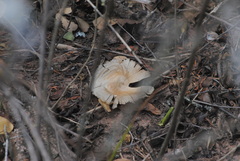 Aspidosperma quebracho-blanco