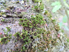 Orthotrichum pulchellum