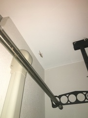 Hemidactylus frenatus