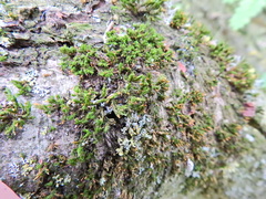 Orthotrichum pulchellum
