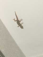 Hemidactylus frenatus