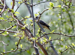 Camptostoma obsoletum